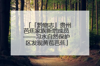 「黔物志」贵州芭蕉家族新增成员——习水自然保护区发现黄苞芭蕉