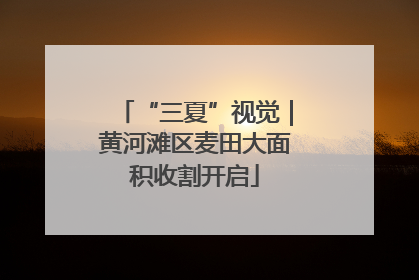 “三夏”视觉｜黄河滩区麦田大面积收割开启