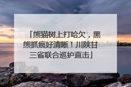 熊猫树上打哈欠，黑熊抓痕好清晰！川陕甘三省联合巡护直击