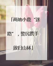 两地小鹿“迷路”，警民携手放归山林
