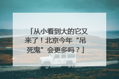 从小看到大的它又来了！北京今年“吊死鬼”会更多吗？