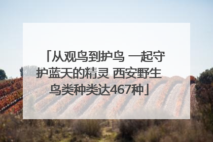 从观鸟到护鸟 一起守护蓝天的精灵 西安野生鸟类种类达467种