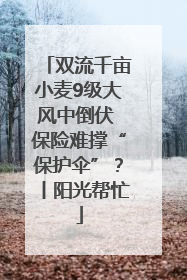 双流千亩小麦9级大风中倒伏 保险难撑“保护伞”？丨阳光帮忙