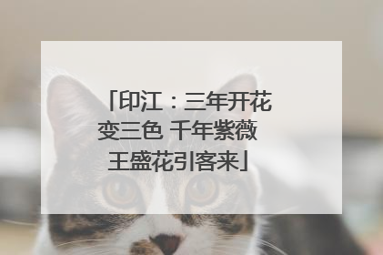 印江：三年开花变三色 千年紫薇王盛花引客来