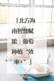 北方海南智慧赋能：葡萄种植“效率+”