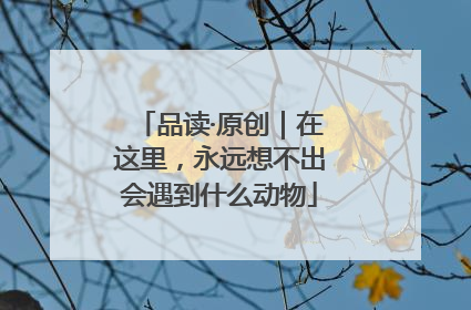 品读·原创｜在这里，永远想不出会遇到什么动物