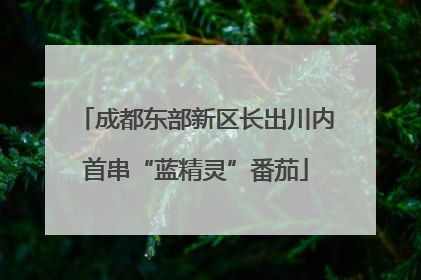 成都东部新区长出川内首串“蓝精灵”番茄