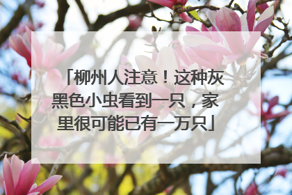 柳州人注意！这种灰黑色小虫看到一只，家里很可能已有一万只