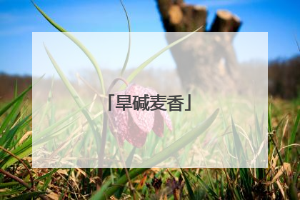 旱碱麦香