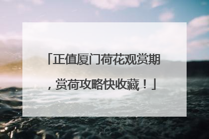 正值厦门荷花观赏期，赏荷攻略快收藏！