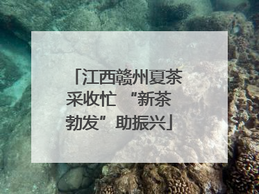 江西赣州夏茶采收忙 “新茶勃发”助振兴