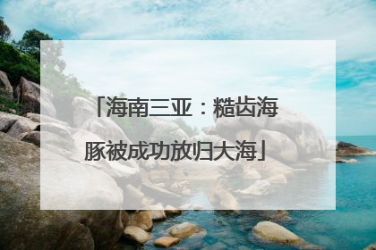 海南三亚：糙齿海豚被成功放归大海