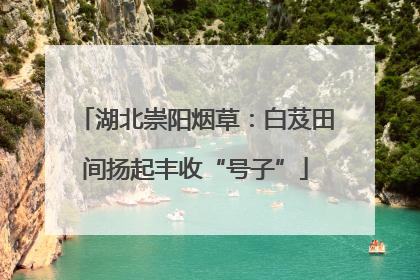 湖北崇阳烟草：白芨田间扬起丰收“号子”
