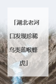 湖北老河口发现珍稀鸟类蓝喉蜂虎