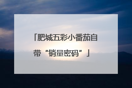 肥城五彩小番茄自带“销量密码”