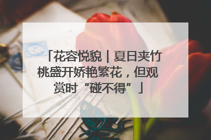 花容悦貌｜夏日夹竹桃盛开娇艳繁花，但观赏时“碰不得”