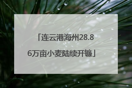 连云港海州28.86万亩小麦陆续开镰