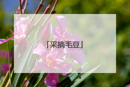 采摘毛豆