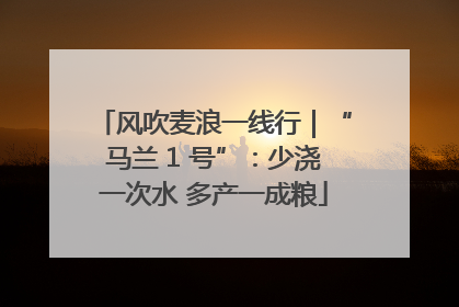 风吹麦浪一线行｜“马兰 1 号”：少浇一次水 多产一成粮
