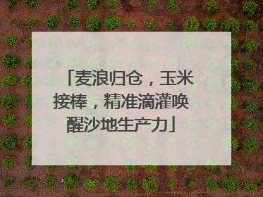 麦浪归仓，玉米接棒，精准滴灌唤醒沙地生产力