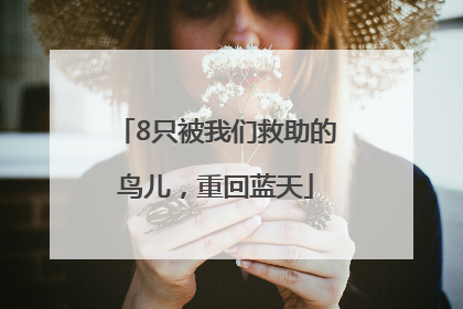 8只被我们救助的鸟儿，重回蓝天